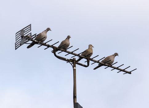 Four doves or pigeons perched on British TV aerial on mast on cloudy day