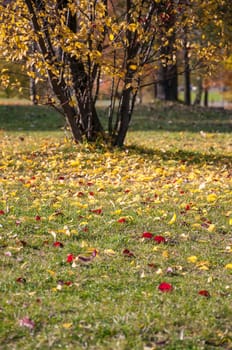 Colorful leaves on grass in a park, Sosnowiec, Poland