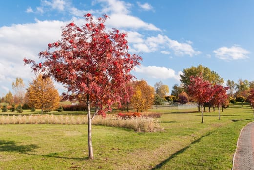 Autumn rowan tree in Sosnowiec, Poland