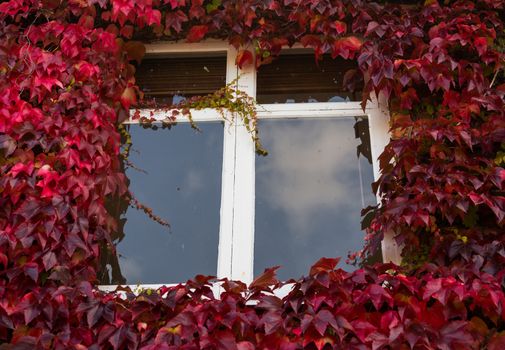 Growth of red and green ivy leaves surround white windows on old brick cottage or house