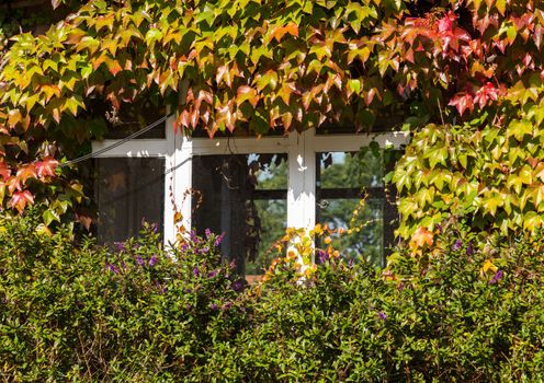 Growth of red and green ivy leaves surround white windows on old brick cottage or house