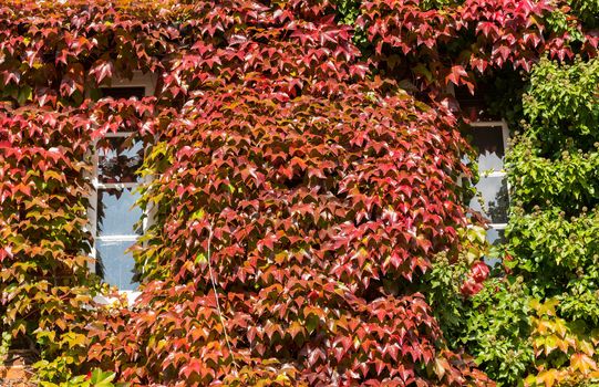 Growth of red and green ivy leaves surround white windows on old brick cottage or house