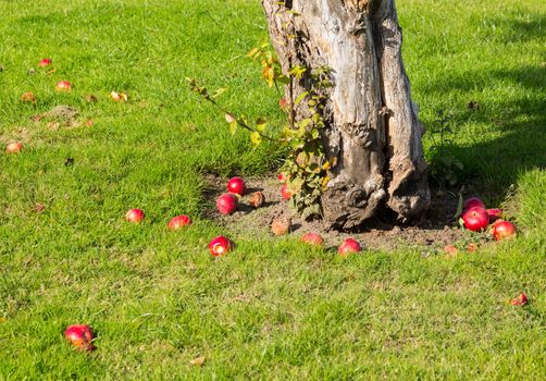 Apples on young apple tree in orchard fall to lawn as they ripen