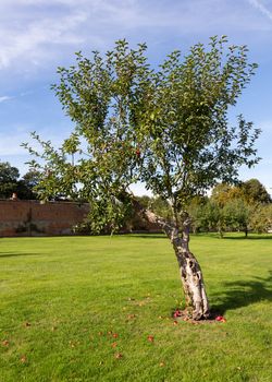 Apples on young apple tree in orchard fall to lawn as they ripen