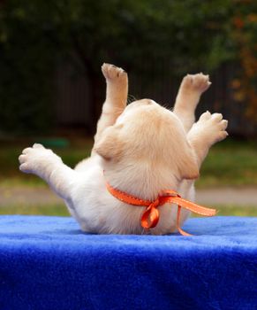 happy yellow labrador puppy laying on the table and playing
