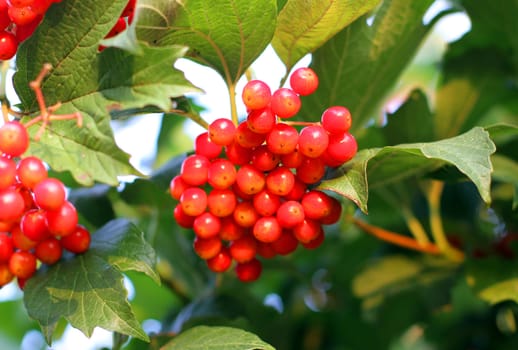 Viburnum bunch against green leaves background
