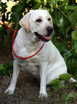 yellow labrador sitting at the tree in the park