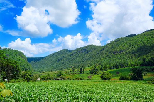 Corn farm in countryside of Thailand 