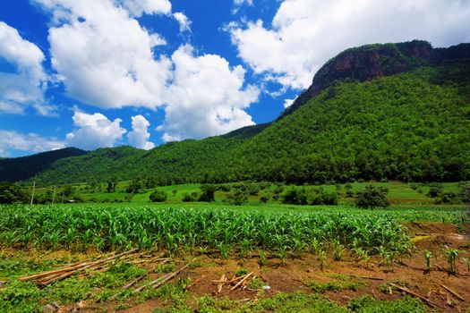 Corn farm in countryside of Thailand 