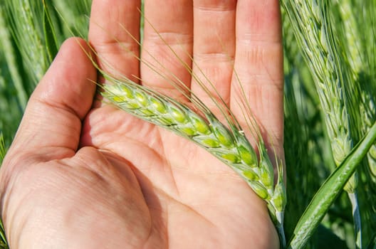 green spica in hand over field