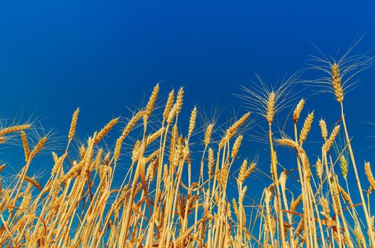 golden color harvest under deep blue sky