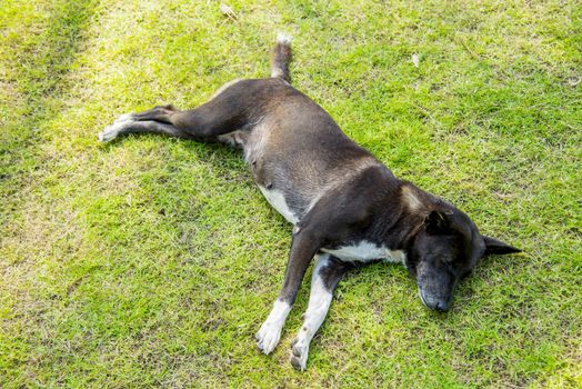 A black dog sleep on green grass2