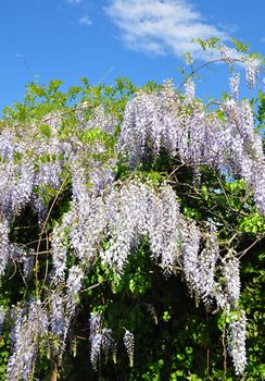 Chinese wisteria (Wisteria sinensis)