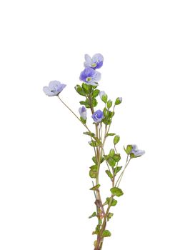 Slender Speedwell (Veronica filiformis)