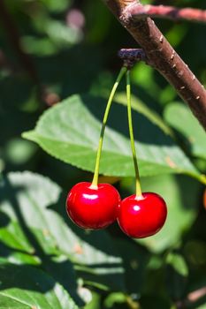Two red ripe cherries on a branch