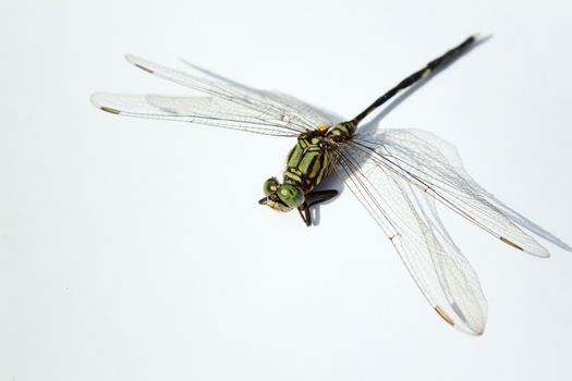 Dragonfly macro