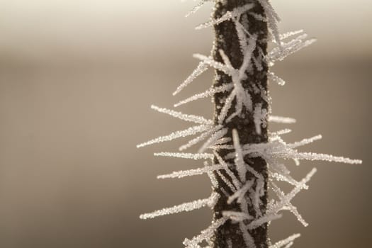 hoarfrost on a thin branch