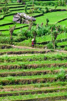 Green rice field terrace with small temporary buildings, Bali, Indonesia