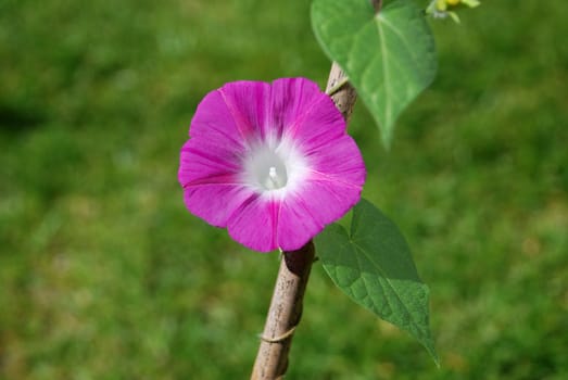 Deep pink morning glory flower (Ipomoea purpurea) against a green grass background