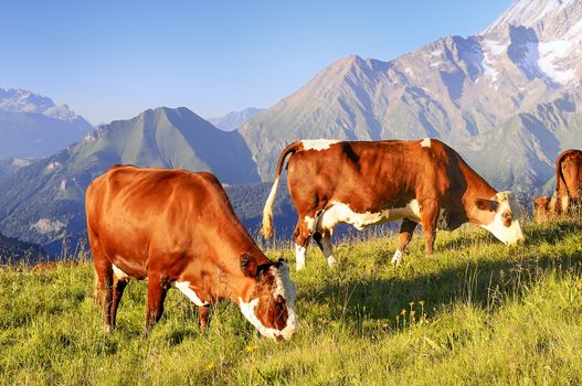 Cow, farm animal in the french alps, Abondance race cow, savy, beaufort sur Doron