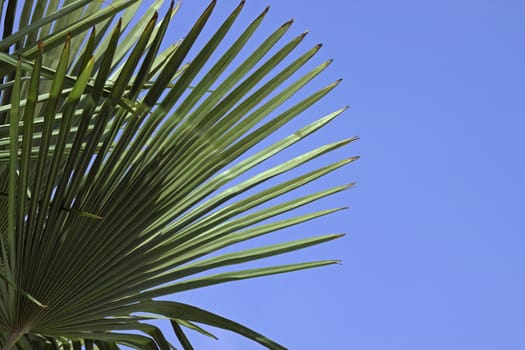 close up of leaves of palm tree
