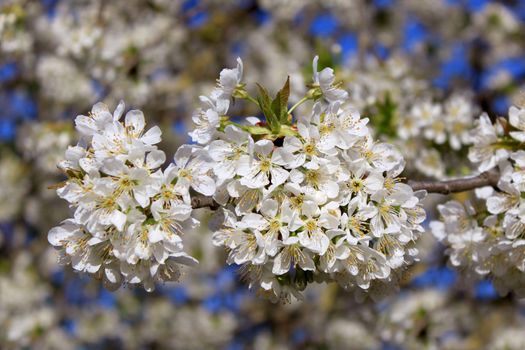 a cherry tree in spring with flowering white flowers and the appearance of the pistil