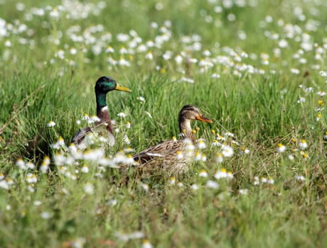 Couple male and female mallard duck walking in grassy pond between white flowers