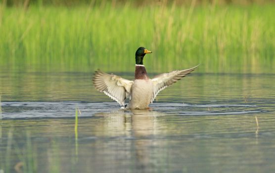 Male mallard duck shaking wings while in the water pond