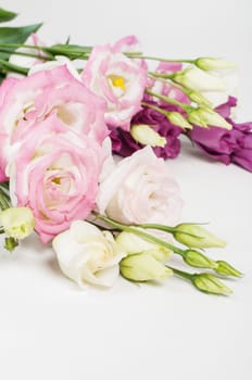 Beautiful eustoma flowers in studio light background