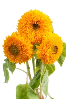 Three young sunflowers in studio isolated on white