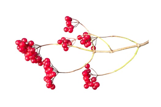 Viburnum berries branch on a white background