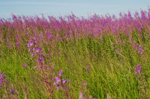 Shot of beautiful pink flowers in field, summer landscape