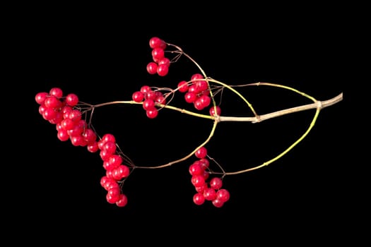 Viburnum berries branch on a white background