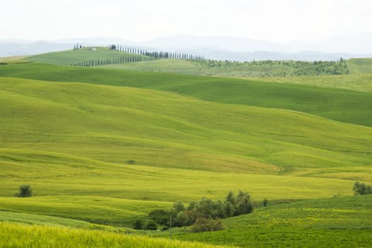 Tuscany - green typical landscape in spring time