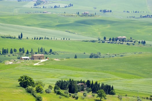 Tuscany - green typical landscape in spring time