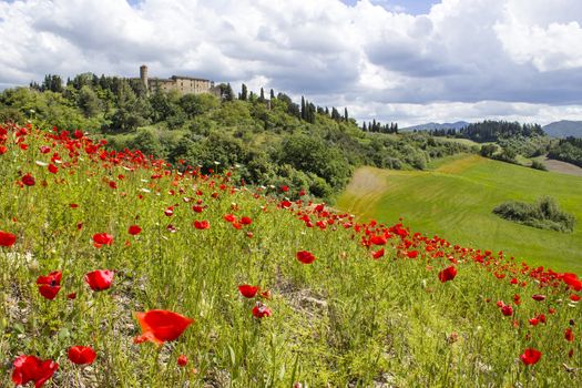 spring in Tuscany, landscape with poppies
