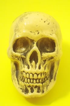 An Ancient Yellow Skull  on a Colored Background