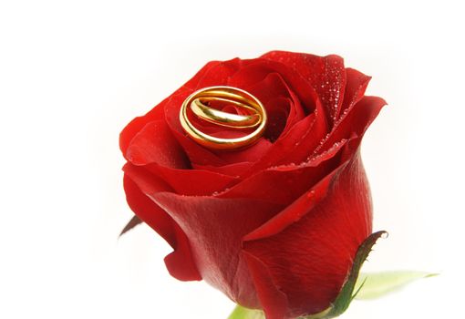 Wedding rings on the rose-bud as a symbol of love