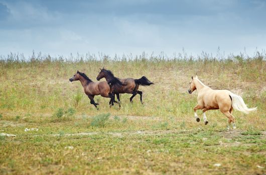 Three horses running in the steppe. Kazakhstan. Middle Asia. Natural light and colors