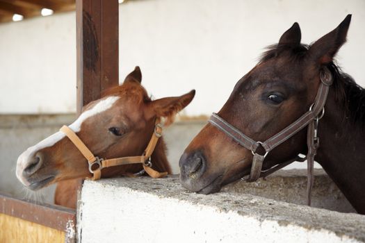 Two horses in the stable. Horizontal photo with natural light and colors