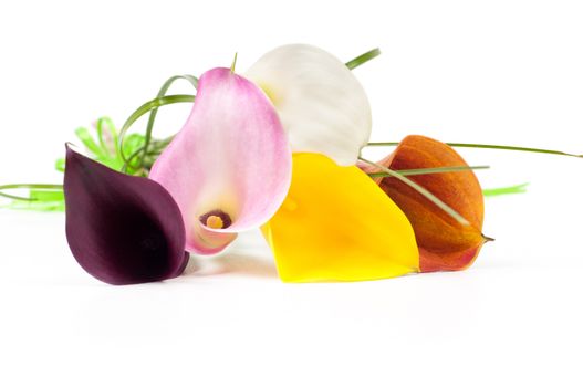 Bouquet of multicolored callas isolated on white
