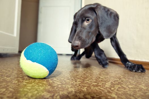 Dog playing indoors with colorful tennis ball. Focus to the ball