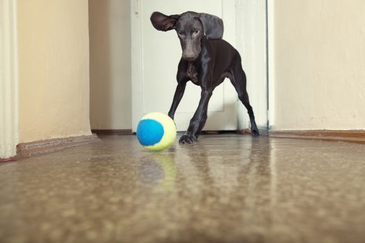 Young dog playing indoors with colorful tennis ball. Natural light and colors