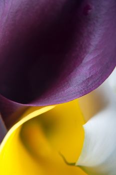 Macro shot of callas, beautiful lines. Shallow depth of field.