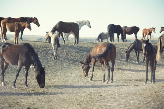 Herd of horses feeding outdoors. Middle Asia. Natural light and colors