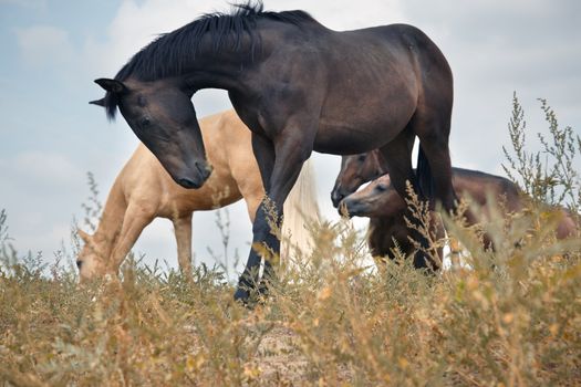 Group of horses outdoors in the steppe. Natural light and color