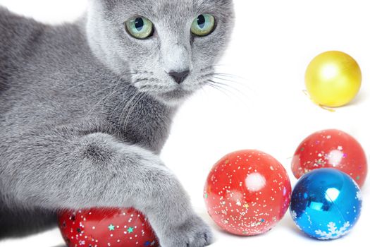 Close-up photo of the gray cat playing with Christmas toys on a white background