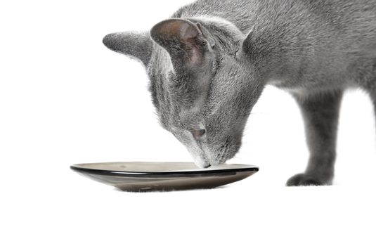 Cat eating milk on a white background. Horizontal close-up photo