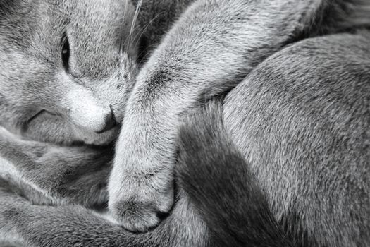 Sleeping Russian blue cat. Close-up photo with natural colors