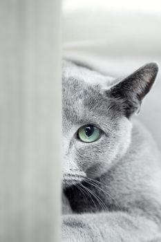 Russian blue cat with green eyes hiding indoors. Natural colors and depth of field